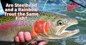 Are Steelhead and a Rainbow Trout the Same Fish?