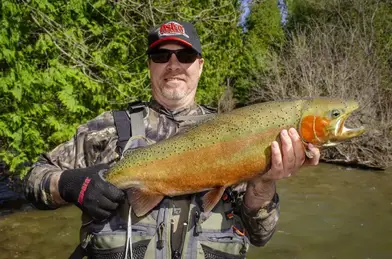 Are Steelhead and a Rainbow Trout the Same Fish? - Fish'n Canada
