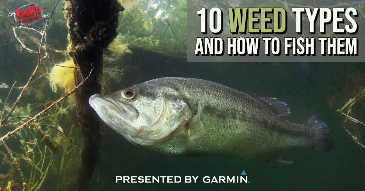 Top 10 Weed Types for Fishing Fish n Canada