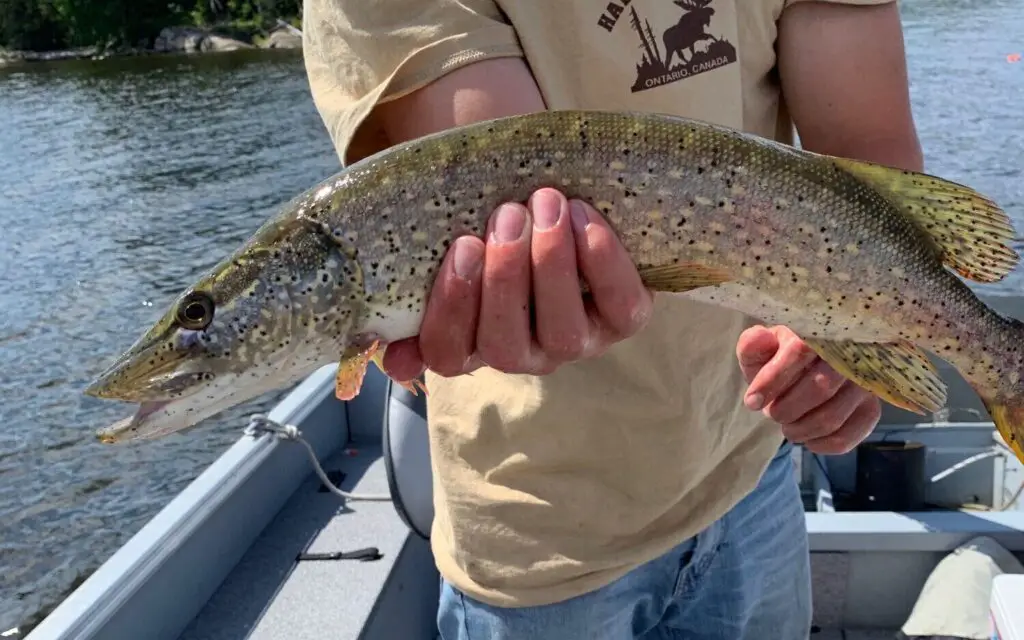 Freshwater Sushi Can You Eat Freshwater Fish Raw? Fish'n Canada