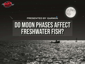 Do Moon Phases Affect Freshwater Fish Behaviour?