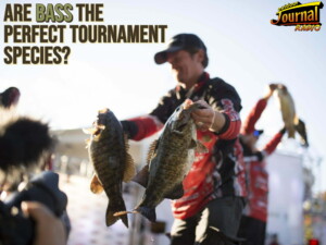 Are Bass the Perfect Tournament Species?
