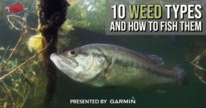 Top 10 Weed Types for Fishing