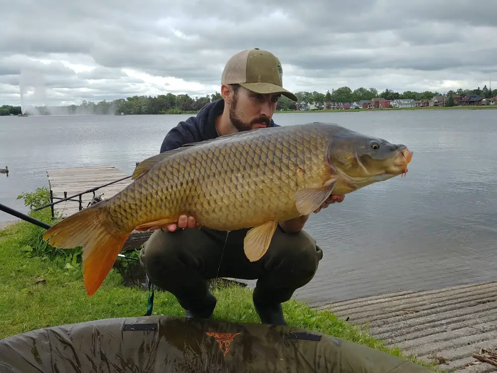 Top Five Urban Carp Fishing Spots in Ontario Fish'n Canada