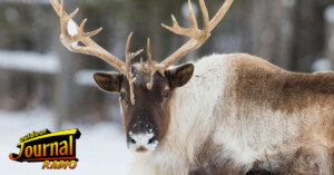 Protection Coming to Ontario’s Often-Overlooked Boreal Caribou Herds