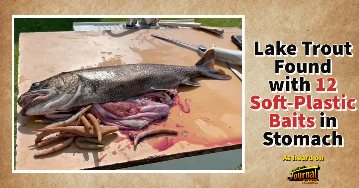 Lake Trout Found with 12 Soft-Plastic Baits in Stomach - Fish'n Canada