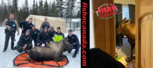Moose Trapped In Home Saved By Firefighters (And A Tarp)