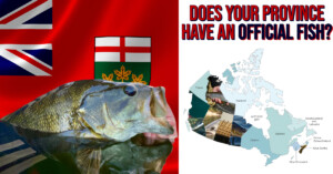 Does Your Province Have an “Official” Fish?