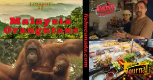 ODJ TV YouTube Channel Episode 23: Malaysia Orangutans