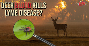 Deer Blood Kills Lyme Disease?