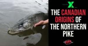 The Canadian Origins of the Northern Pike