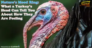 Nature’s Mood Ring: What a Turkey’s Head Can Tell You About How They Are Feeling
