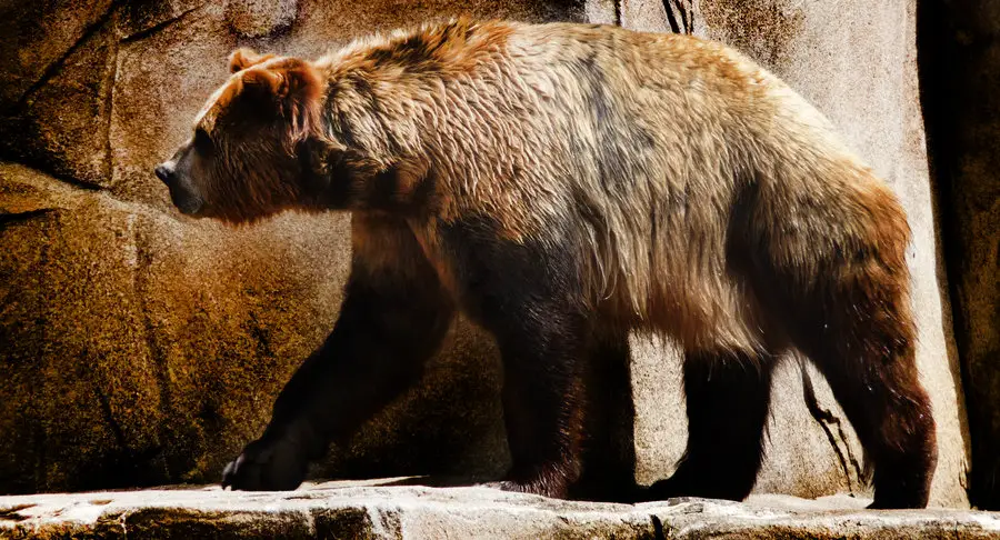 Giant-Short-Faced-Bear