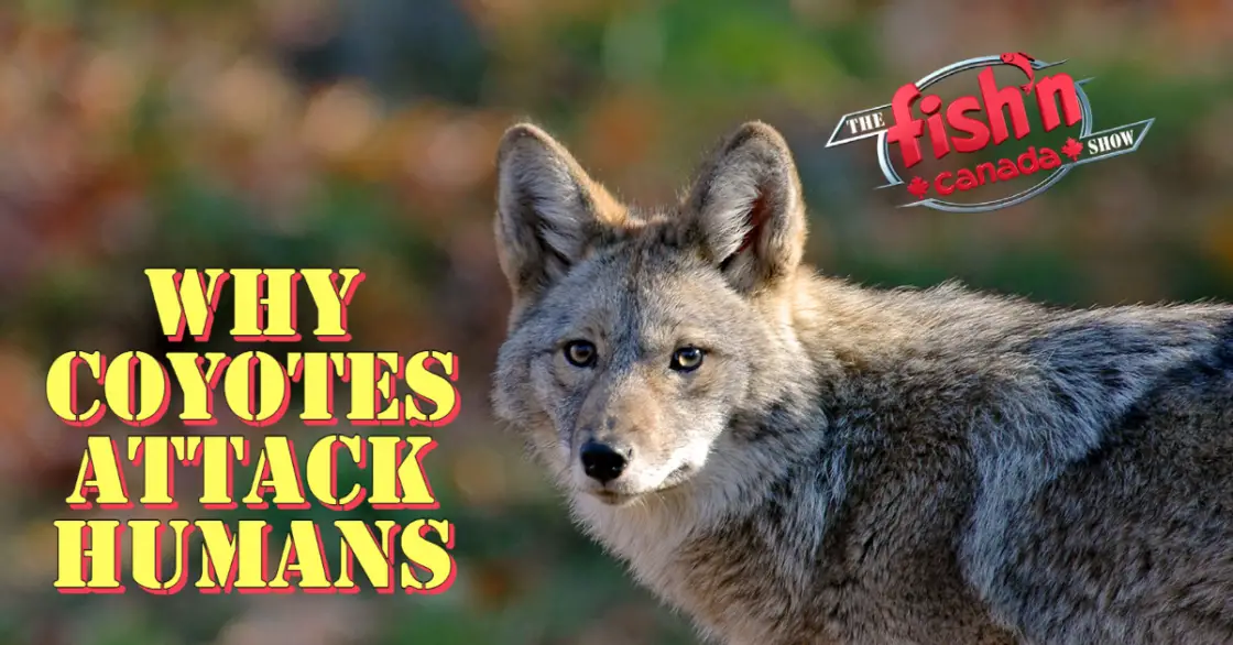 Why Coyotes Attack Humans | Fish'n Canada