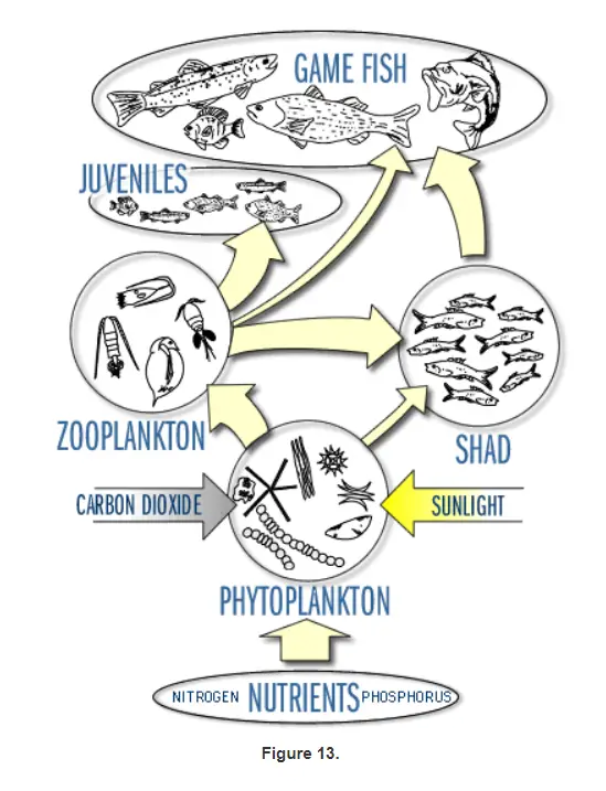 How to Find and Fish the Thermocline - Fish'n Canada