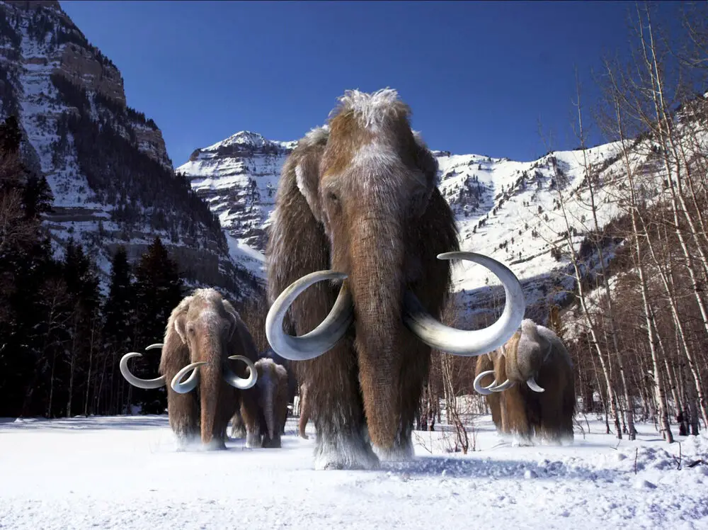 Mammoths had a distinctive version of a gene known to play a role in sensing outside temperature, moderating the biology of fat and regulating hair growth. That bit of DNA likely helped mammoths thrive in cold weather, scientists say.