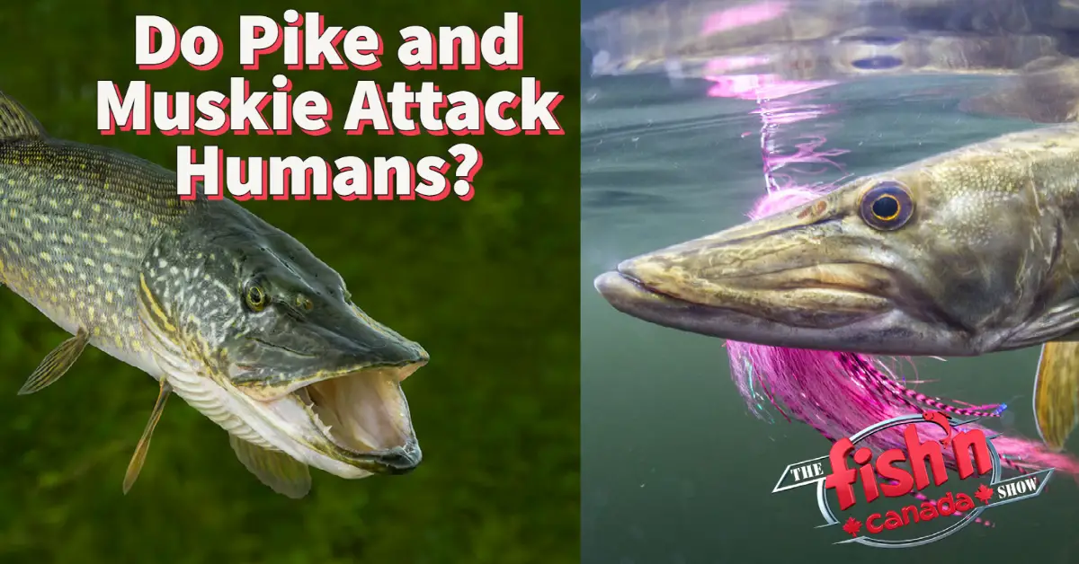 Do Pike and Muskie Attack Humans? - Fish'n Canada