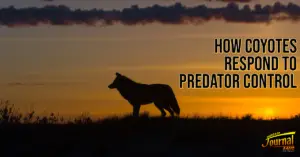 How Coyotes Respond to Predator Control
