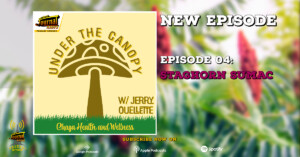 Under The Canopy Episode 04: Staghorn Sumac (Harvest Time #1)