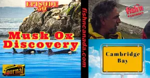 ODJ TV Show YouTube Channel Episode 50: Musk Ox Discovery