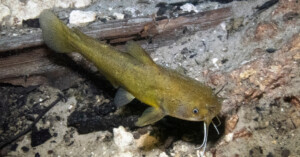 Catfish in Lake Memphremagog Have a Rare Cancer