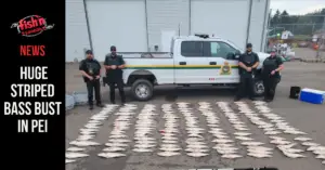 Huge Striped Bass Bust in PEI