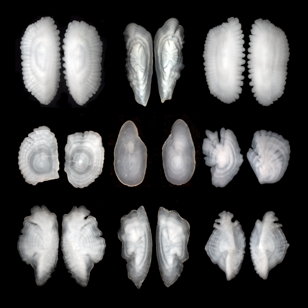 examples of otoliths in fish