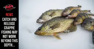 Catch and Release Crappie Fishing May Not Work Beyond This Depth…