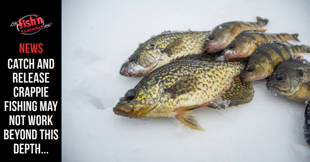 Catch and Release Crappie Fishing May Not Work Beyond This Depth