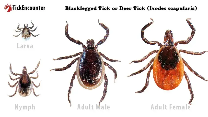 the life stages of deer ticks