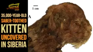 35,000-Year-Old Saber-Toothed Kitten Uncovered in Siberia: A Glimpse Into an Extinct Predator