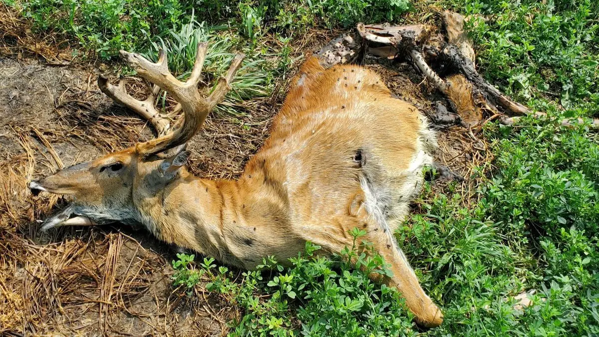 New Details and Images Emerge in Wisconsin Deer Poaching, Torture Case |  MeatEater Conservation News