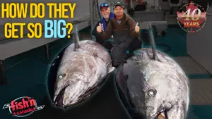 Episode 571: Why Are Nova Scotia Bluefin Tuna So Big?