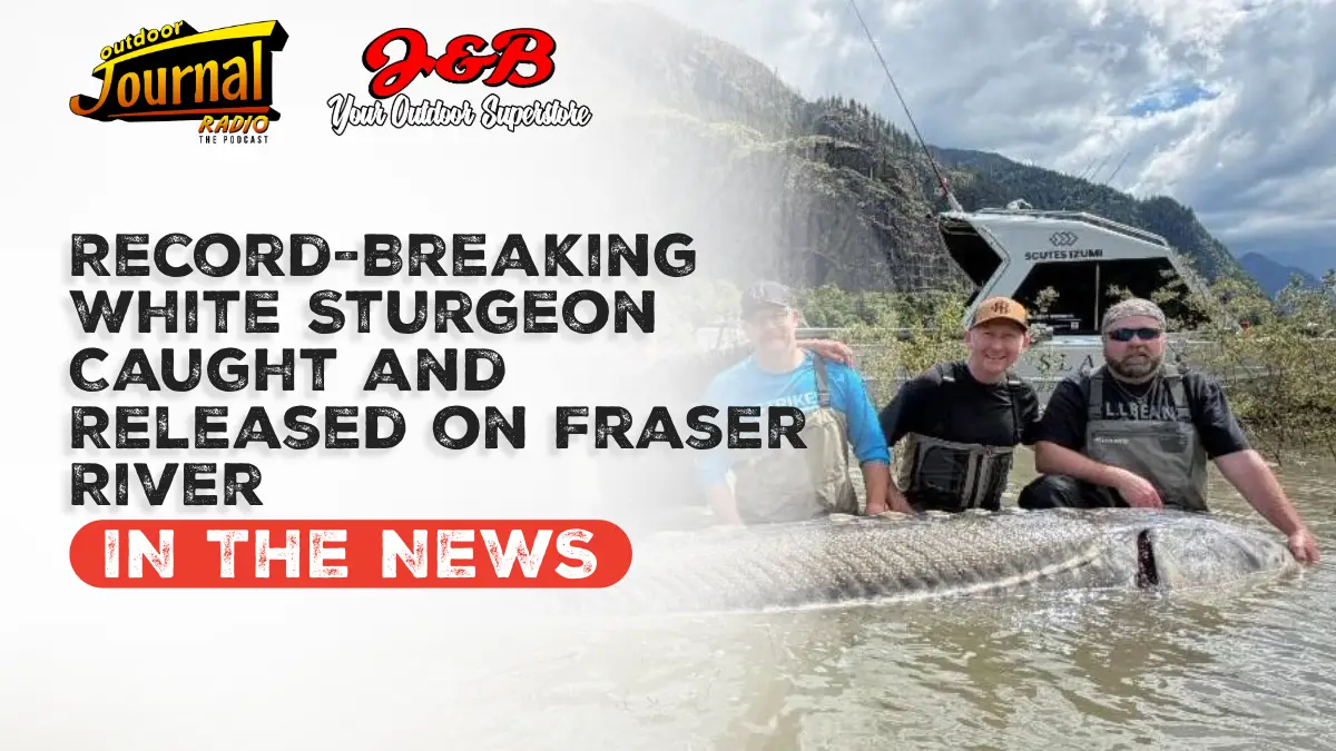 Fraser River Sturgeon Catch Highlights Conservation Success